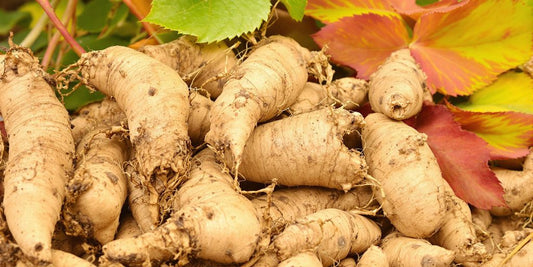 Raíces y hojas de Ashwagandha frescas en fotografía.